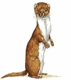 Pop Goes the Weasel