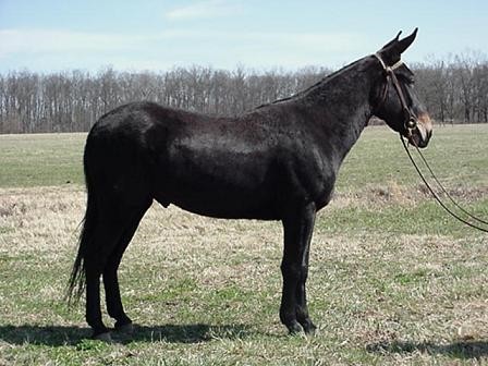 Mule