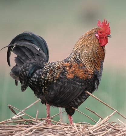 Rooster