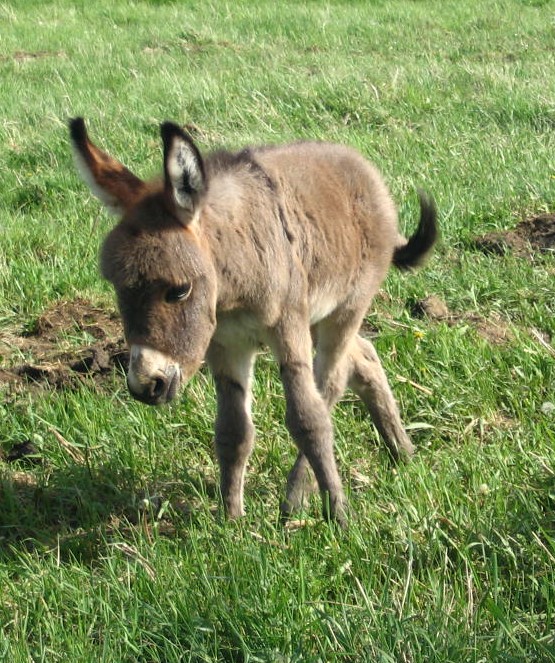 Donkey
