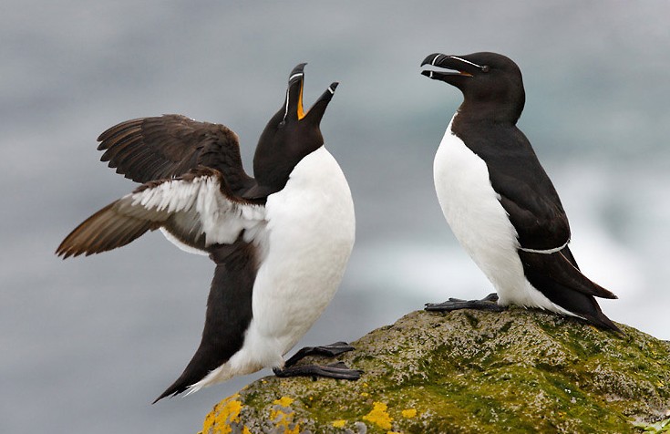 Birds Courting