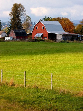 Meadow